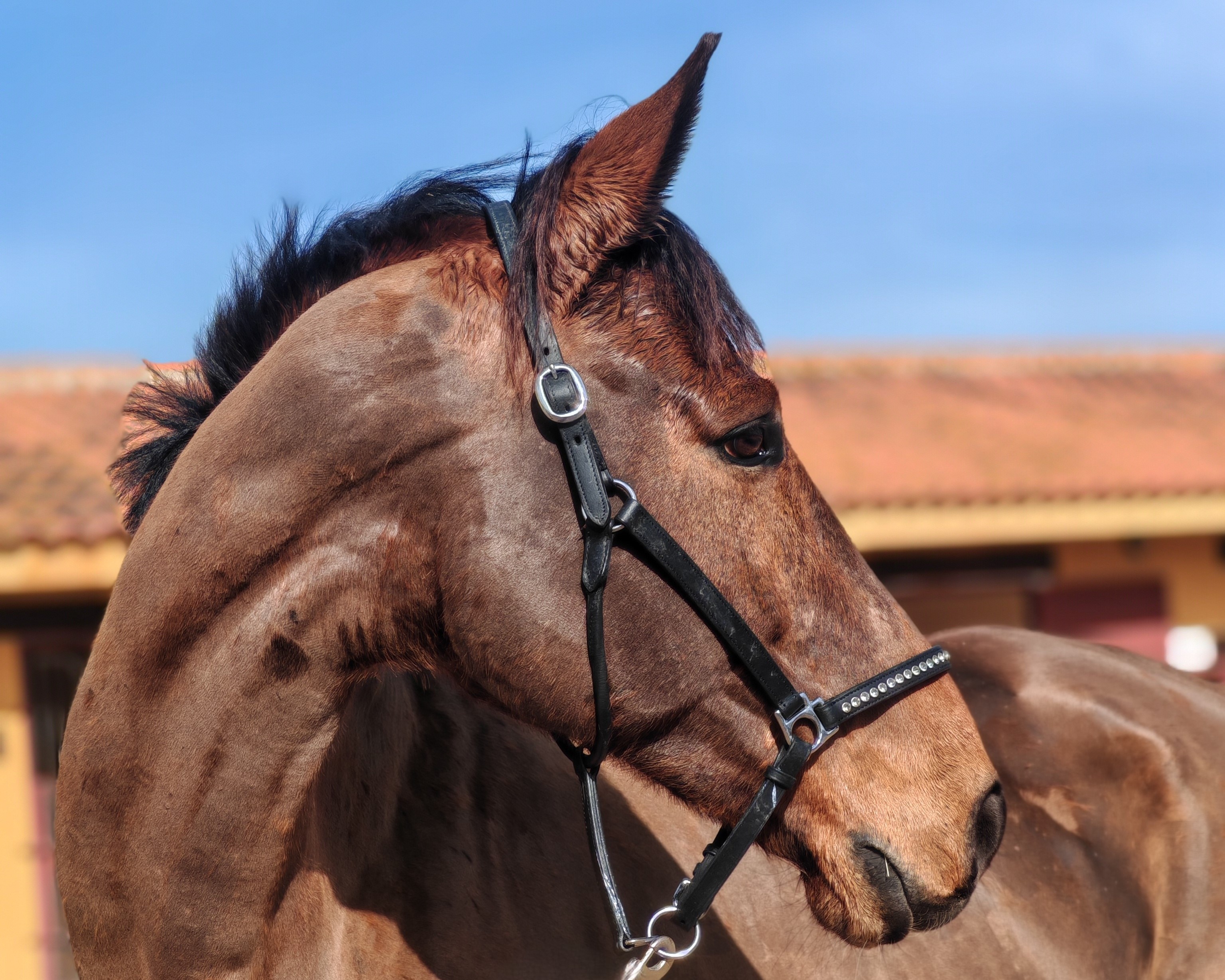 horse